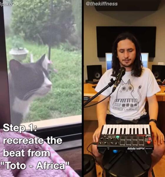 Suara Kucing Menjadi Lagu