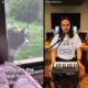 Suara Kucing Menjadi Lagu