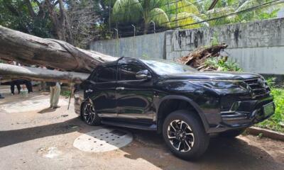 Pohon Tumbang di Depan Rumah Capres Prabowo