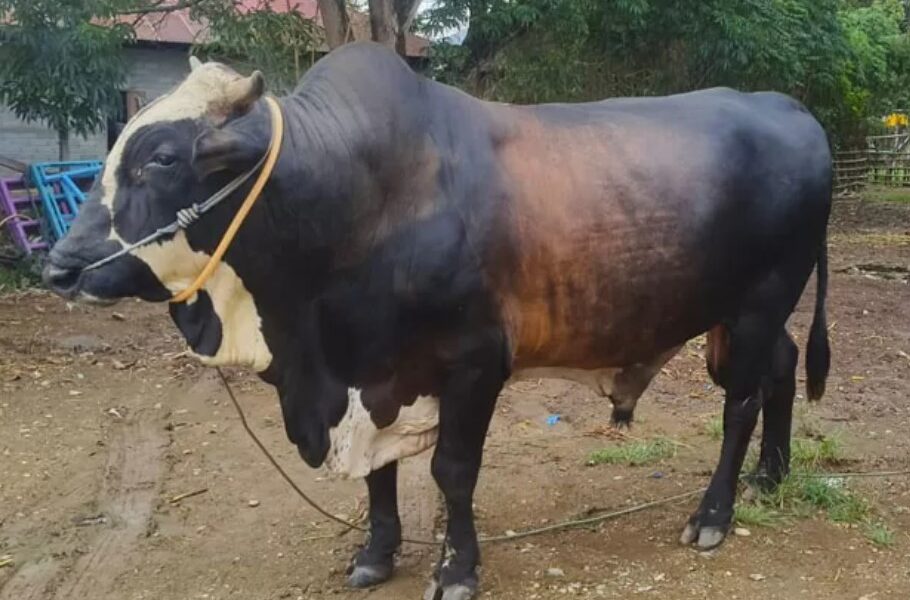 Daging Sapi Kurban