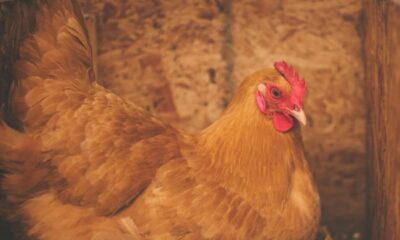 Ciri Telur Ayam Berkualitas