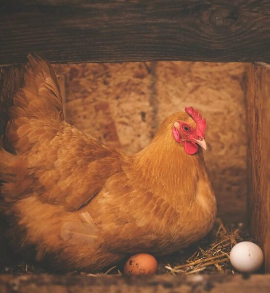 Ciri Telur Ayam Berkualitas