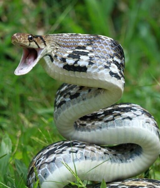 Pertolongan Pertama Digigit Ular