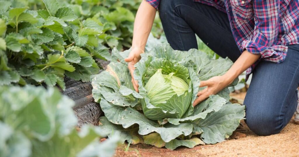 8 Manfaat Kubis untuk Kesehatan Ibu Hamil, Bisa Mengatur Tekanan Darah 8 AA1MRiej