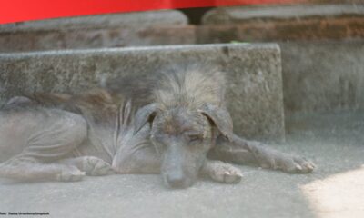 1663320584709 69 Rabies