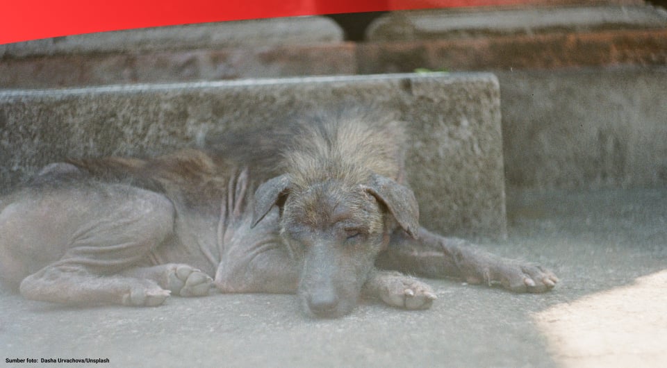 1663320584709 69 Rabies